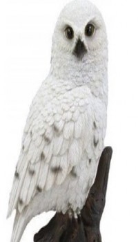 The White Owl's Choice