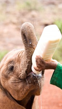 The Elephant Orphanage